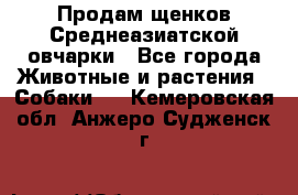 Продам щенков Среднеазиатской овчарки - Все города Животные и растения » Собаки   . Кемеровская обл.,Анжеро-Судженск г.